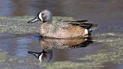 38: 2023-04-09-Blue-winged Teal 0C3_0085