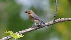 109: 2023-05-23-eastern blue bird 0C3_0237