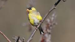 61: 2024-04-19-American Goldfinch 0C3_0070