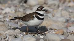 81: 2024-05-04-Killdeer 0C3_1108