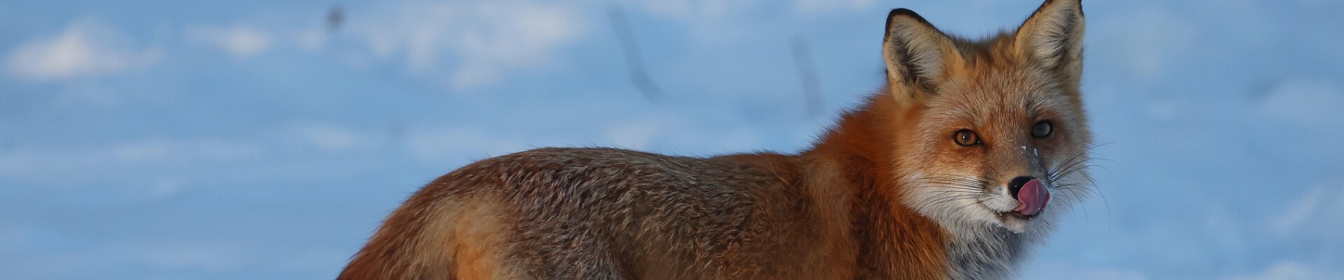 Click to show or hide the buttons