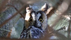 5: 2025-01-26-Long-eared Owl 0C3_0337