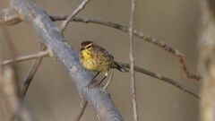 75: 2025-04-28-Palm Warbler 0C3_0053