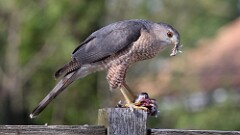 76: 2025-04-30-Coopers Hawk 0C3_0964
