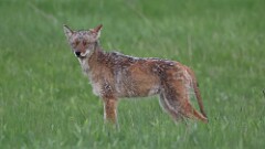 80: 2025-05-06-coyote 0C3_0250