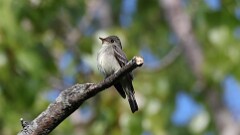 120: 2025-05-26-Eastern Wood-Pewee 0C3_0046