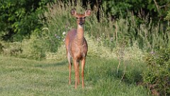 138: 2025-06-12-deer 0C3_0568