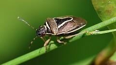 142: 2025-06-14-mormidea lugens stink bug 6M2_0112