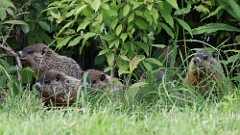 146: 2025-06-15-groundhog 0C3_3475