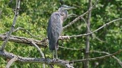 211: 2025-08-02-blue heron 0C1_0396