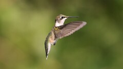 213: 2025-08-02-ruby-throated hummingbird 0C1_2880