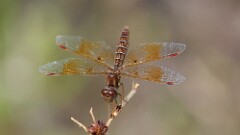 217: 2025-08-03-amberwing 0C1_0427