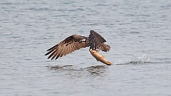 219: 2025-08-03-osprey 0C1_1990