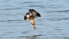 224: 2025-08-04-osprey 0C1_2531