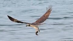 225: 2025-08-04-osprey 0C1_2610