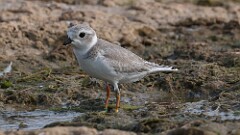 227: 2025-08-07-Piping Plover 0C1_0256
