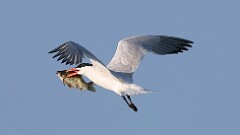 229: 2025-08-09-caspian tern 0C1_0244