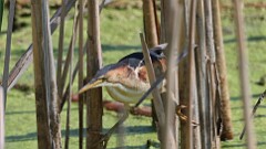 236: 2025-08-15-Least Bittern 0C1_1222