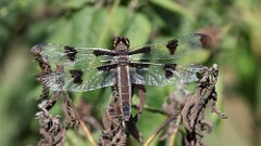 255: 2025-08-30-Twelve-spotted skimmer 5M2_0303