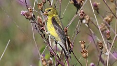 261: 2025-09-01-American Goldfinch 5M2_0064