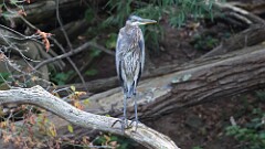 269: 2025-09-13-Great Blue Heron 5M2_1576