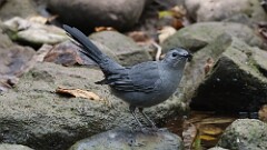 268: 2025-09-13-gray catbird 5M2_0554