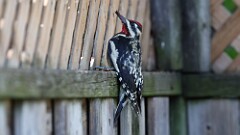 298: 2025-10-04-Yellow-bellied Sapsucker 5M2_0082